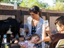 Maureen McKinley milks one of her family's goats in their backyard with help from three of her children, Madeline (behind), Fiona and Augustine on Monday, Aug. 2, 2021. McKinley and her family own two goats, chickens, a rabbit, and a dog.